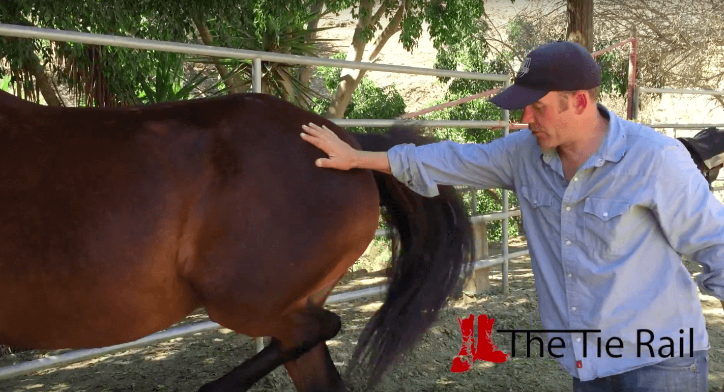 Featured image for “Approaching and Moving Around a Horse Tied to a Rail”